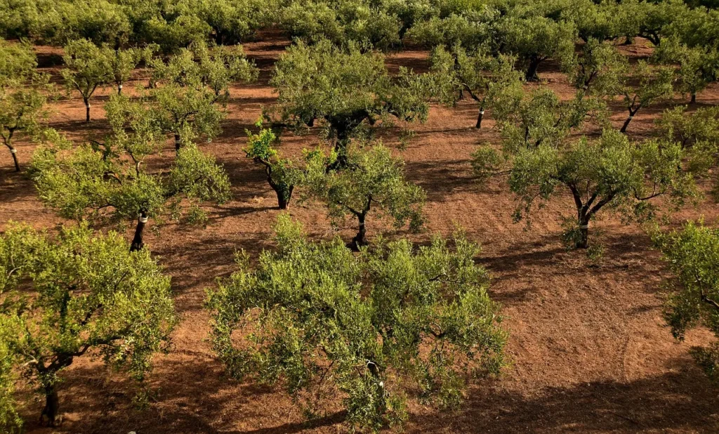 Olive trees